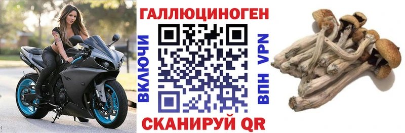 Псилоцибиновые грибы Psilocybe  Рыльск 
